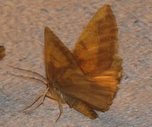 Angerona prunaria? S